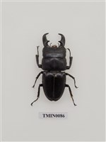 藏品(扁鍬形蟲)的圖片